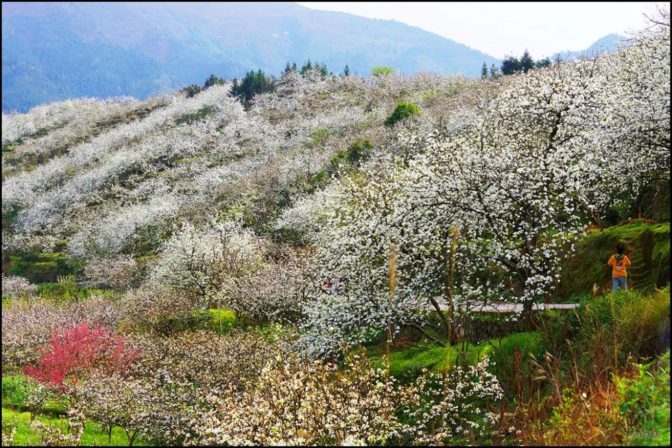 【春天，广西桂林灌阳县向您发出邀请！】我们在灌阳看梨花 - 游山玩水 - 七台河生活社区 - 七台河28生活网 qth.28life.net