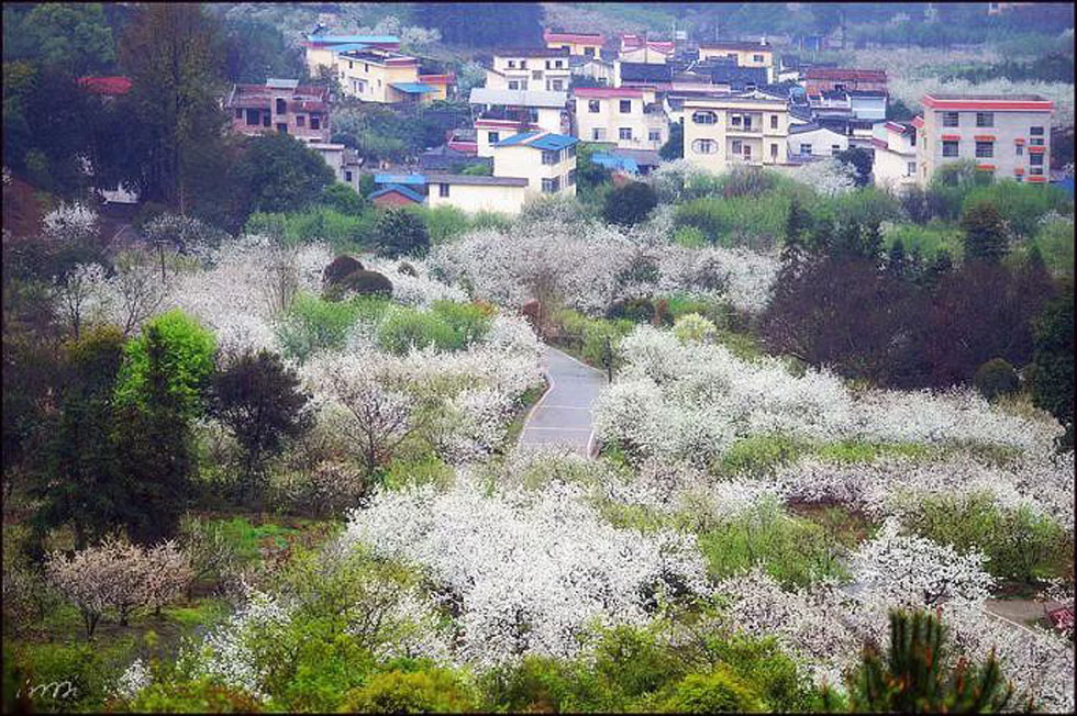 【春天，广西桂林灌阳县向您发出邀请！】我们在灌阳看梨花 - 游山玩水 - 七台河生活社区 - 七台河28生活网 qth.28life.net