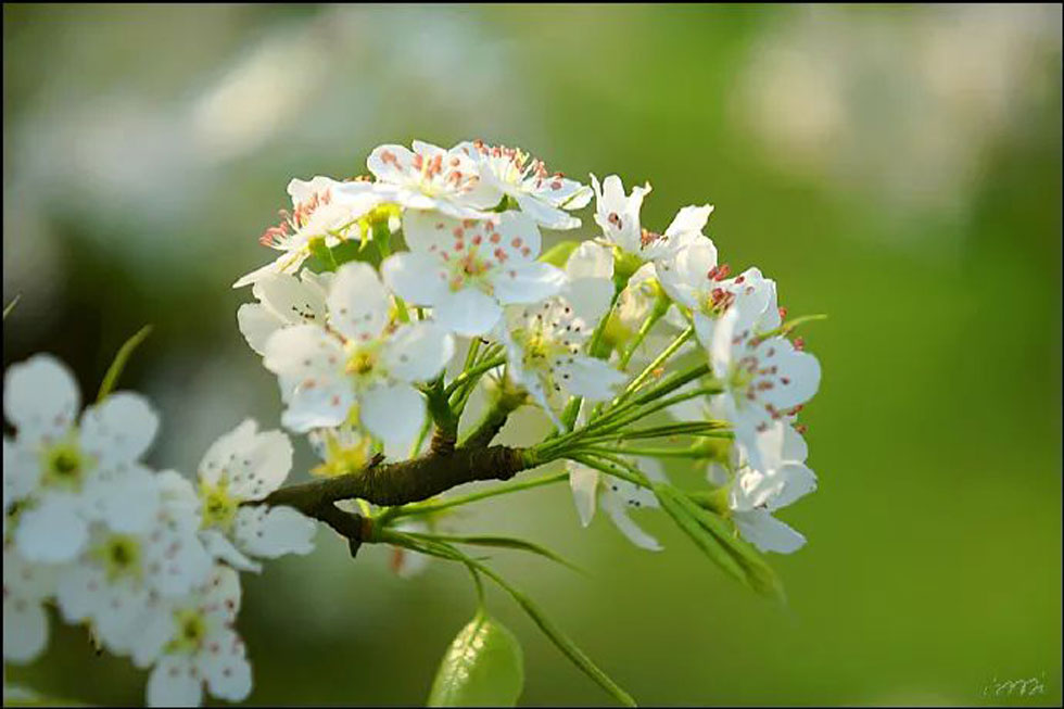 【春天，广西桂林灌阳县向您发出邀请！】我们在灌阳看梨花 - 游山玩水 - 七台河生活社区 - 七台河28生活网 qth.28life.net