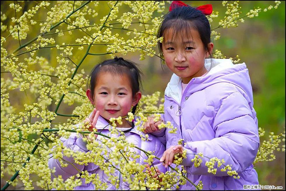 【春天，广西桂林灌阳县向您发出邀请！】米珠山前有片山苍子花在飘香 - 游山玩水 - 七台河生活社区 - 七台河28生活网 qth.28life.net