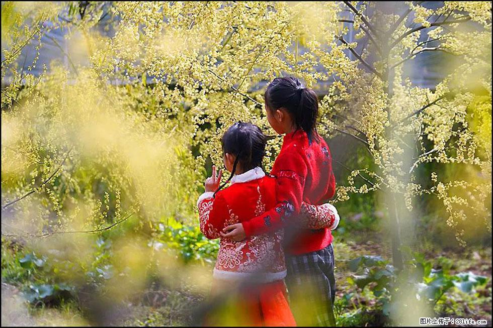 【春天，广西桂林灌阳县向您发出邀请！】米珠山前有片山苍子花在飘香 - 游山玩水 - 七台河生活社区 - 七台河28生活网 qth.28life.net