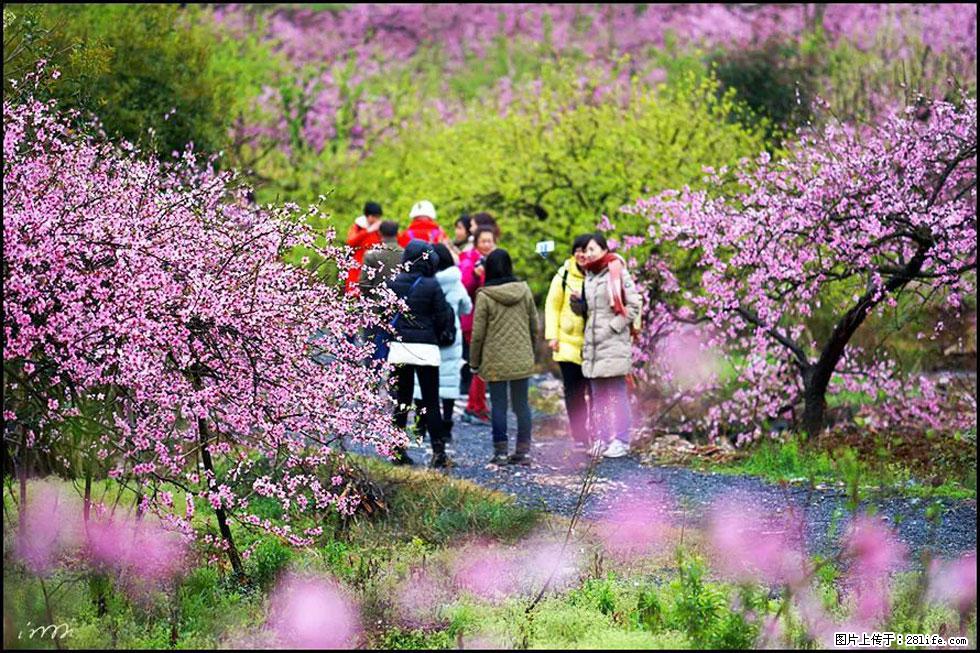 【春天，广西桂林灌阳县向您发出邀请！】官庄村有个醉美的桃花园 - 游山玩水 - 七台河生活社区 - 七台河28生活网 qth.28life.net