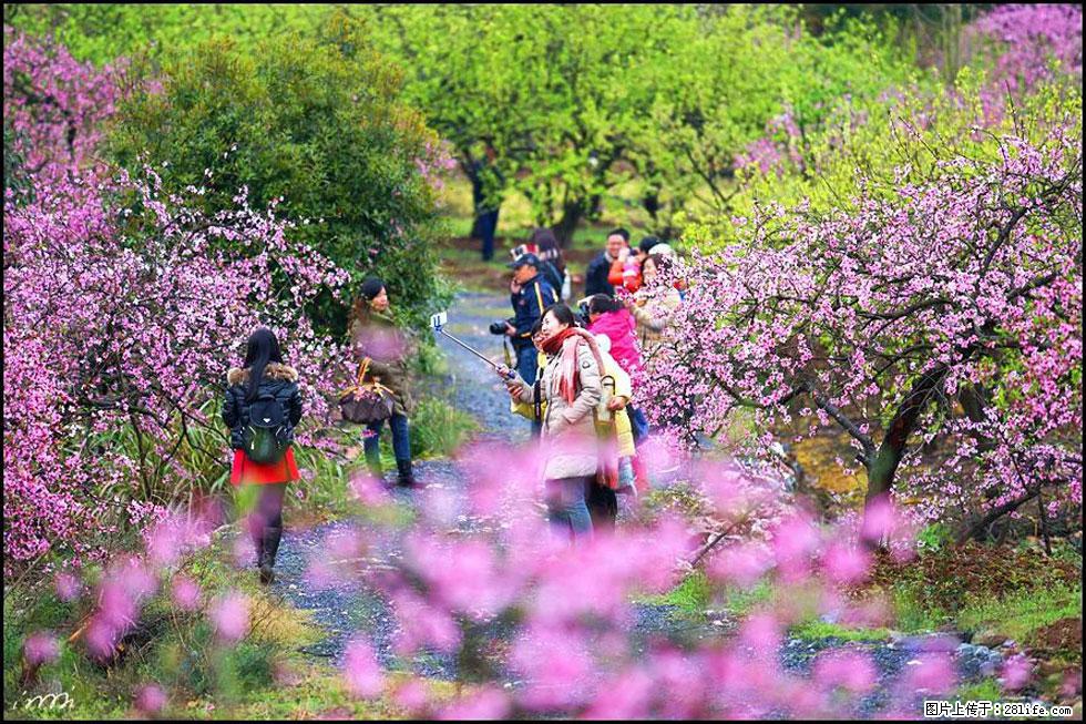 【春天，广西桂林灌阳县向您发出邀请！】官庄村有个醉美的桃花园 - 游山玩水 - 七台河生活社区 - 七台河28生活网 qth.28life.net