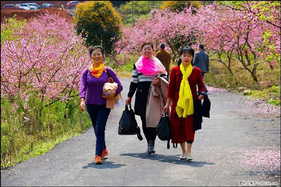 【春天，广西桂林灌阳县向您发出邀请！】官庄村有个醉美的桃花园 - 游山玩水 - 七台河生活社区 - 七台河28生活网 qth.28life.net