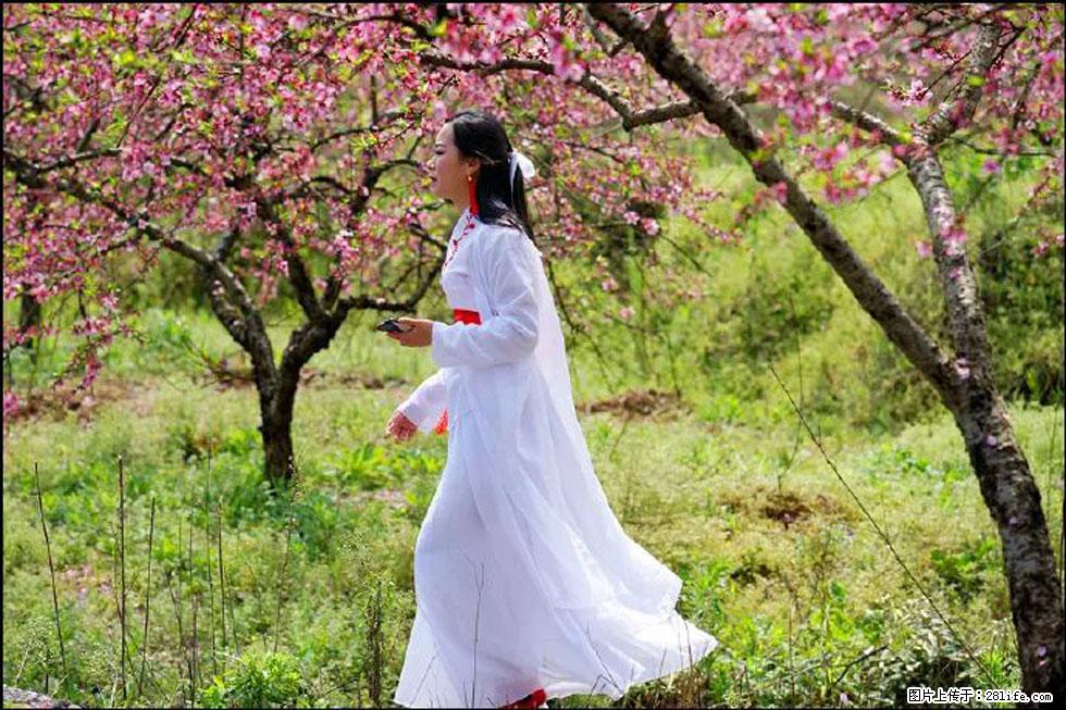 【春天，广西桂林灌阳县向您发出邀请！】官庄村有个醉美的桃花园 - 游山玩水 - 七台河生活社区 - 七台河28生活网 qth.28life.net