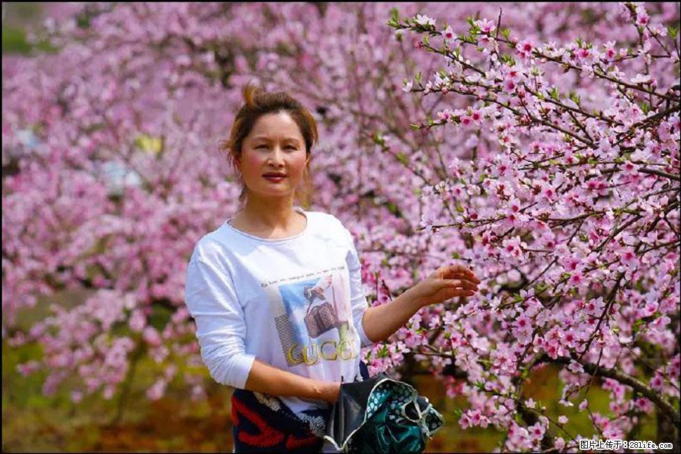 【春天，广西桂林灌阳县向您发出邀请！】官庄村有个醉美的桃花园 - 游山玩水 - 七台河生活社区 - 七台河28生活网 qth.28life.net