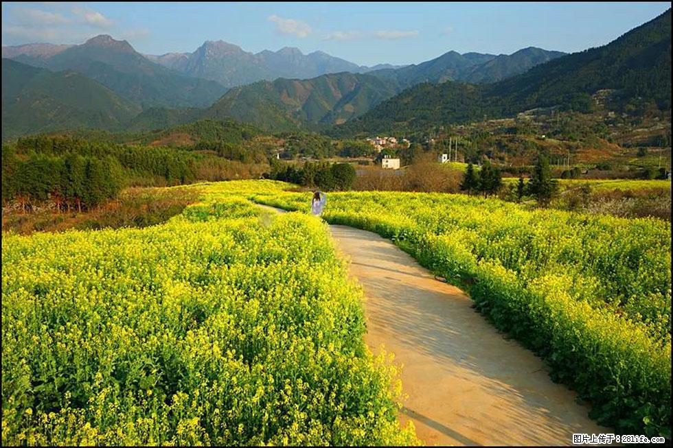 【春天，广西桂林灌阳县向您发出邀请！】长坪村油菜盛情花开 - 游山玩水 - 七台河生活社区 - 七台河28生活网 qth.28life.net