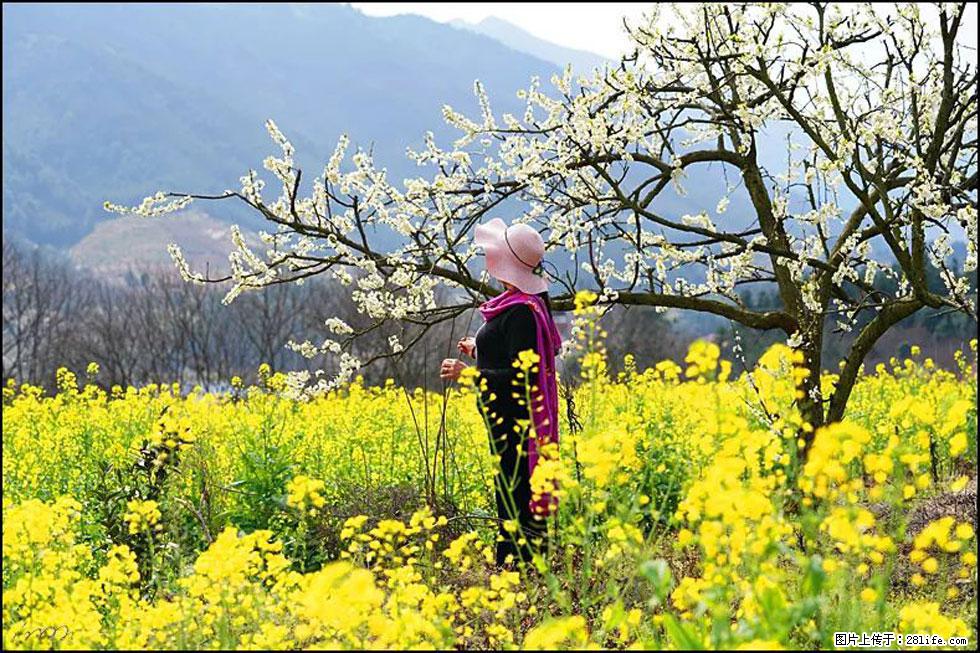 【春天，广西桂林灌阳县向您发出邀请！】长坪村油菜盛情花开 - 游山玩水 - 七台河生活社区 - 七台河28生活网 qth.28life.net