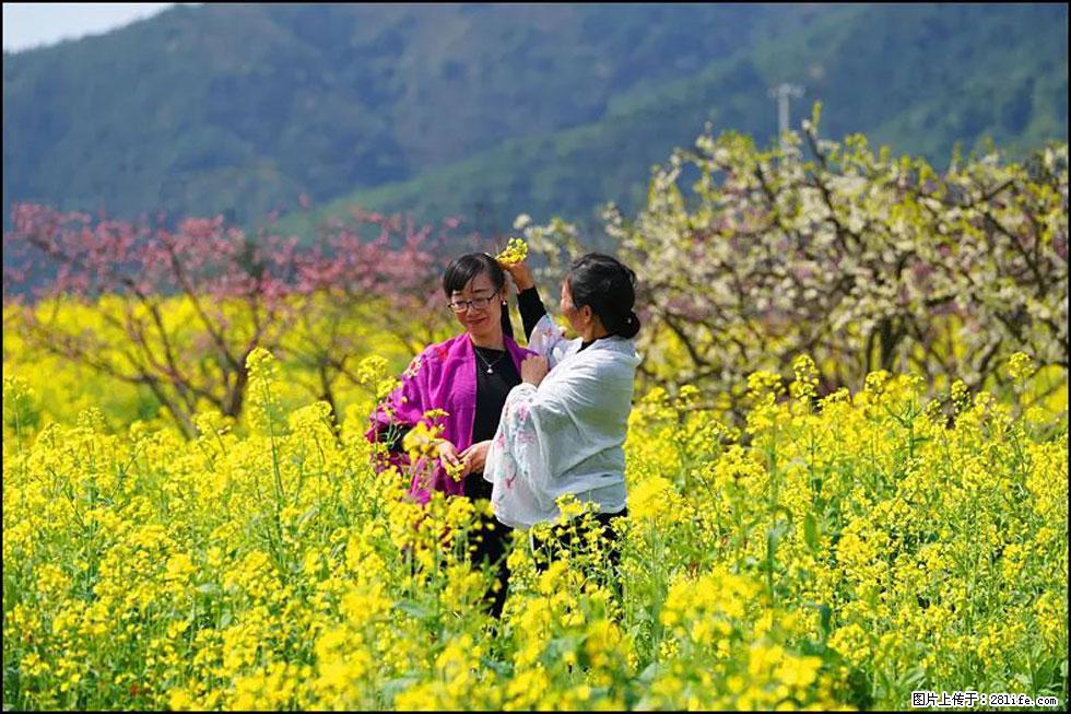 【春天，广西桂林灌阳县向您发出邀请！】长坪村油菜盛情花开 - 游山玩水 - 七台河生活社区 - 七台河28生活网 qth.28life.net