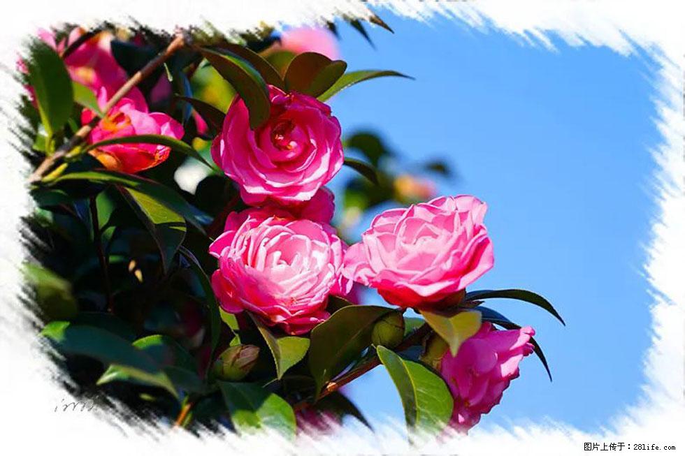 【春天，广西桂林灌阳县向您发出邀请！】杨柳井茶花惹人爱 - 游山玩水 - 七台河生活社区 - 七台河28生活网 qth.28life.net