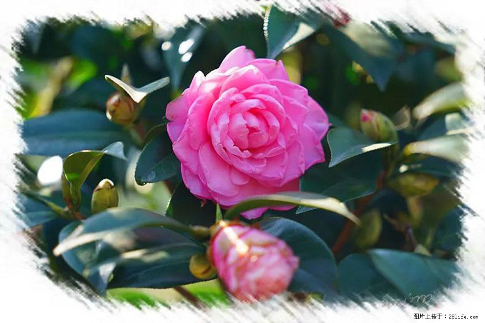 【春天，广西桂林灌阳县向您发出邀请！】杨柳井茶花惹人爱 - 游山玩水 - 七台河生活社区 - 七台河28生活网 qth.28life.net