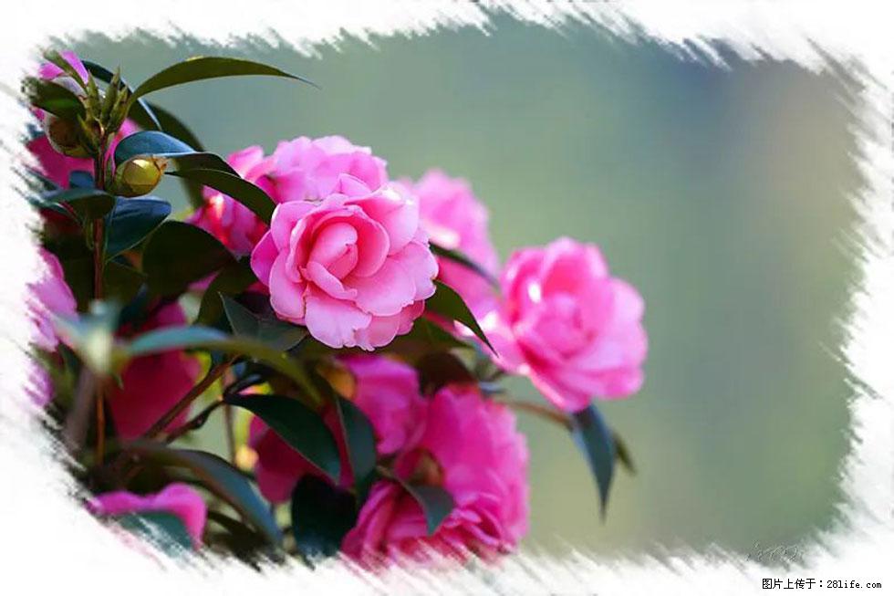 【春天，广西桂林灌阳县向您发出邀请！】杨柳井茶花惹人爱 - 游山玩水 - 七台河生活社区 - 七台河28生活网 qth.28life.net