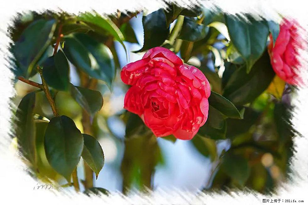 【春天，广西桂林灌阳县向您发出邀请！】杨柳井茶花惹人爱 - 游山玩水 - 七台河生活社区 - 七台河28生活网 qth.28life.net