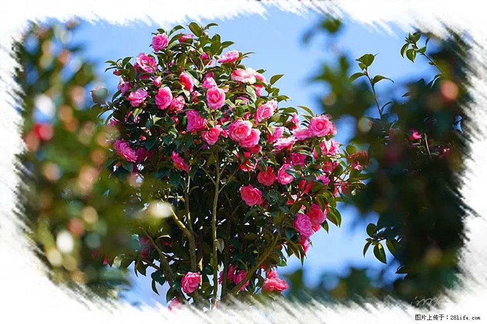 【春天，广西桂林灌阳县向您发出邀请！】杨柳井茶花惹人爱 - 游山玩水 - 七台河生活社区 - 七台河28生活网 qth.28life.net