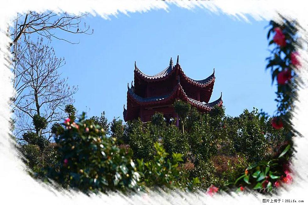 【春天，广西桂林灌阳县向您发出邀请！】杨柳井茶花惹人爱 - 游山玩水 - 七台河生活社区 - 七台河28生活网 qth.28life.net