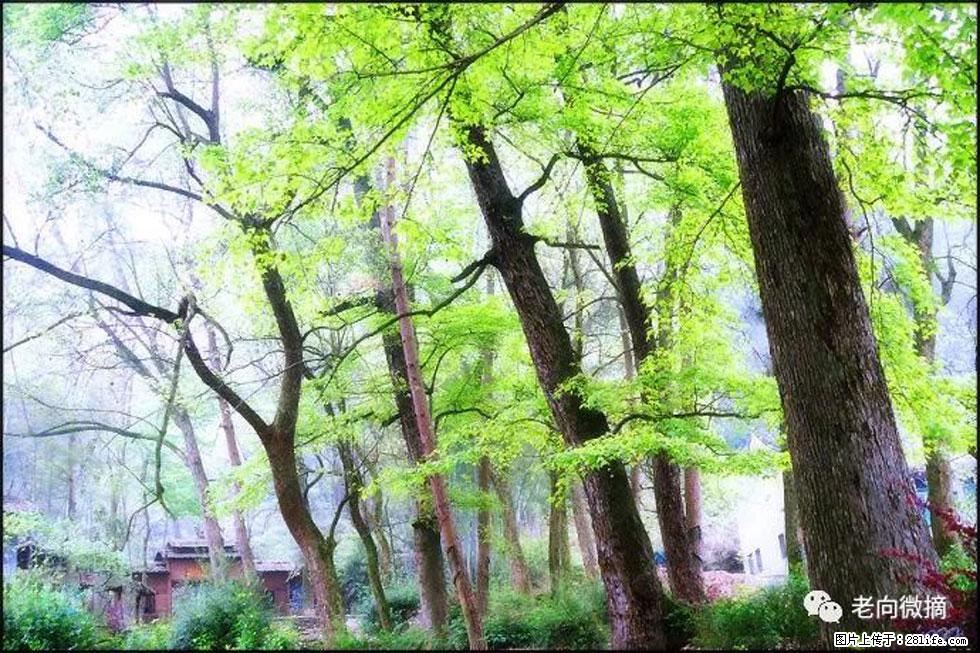 【春天，广西桂林灌阳县向您发出邀请！】在小龙村与春天约会 - 游山玩水 - 七台河生活社区 - 七台河28生活网 qth.28life.net