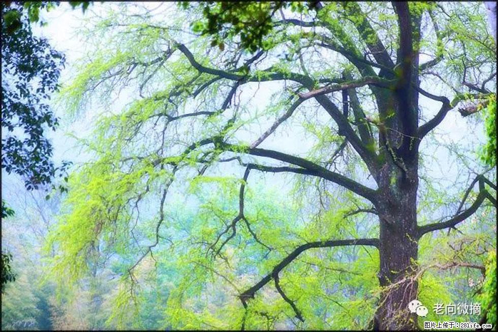 【春天，广西桂林灌阳县向您发出邀请！】在小龙村与春天约会 - 游山玩水 - 七台河生活社区 - 七台河28生活网 qth.28life.net