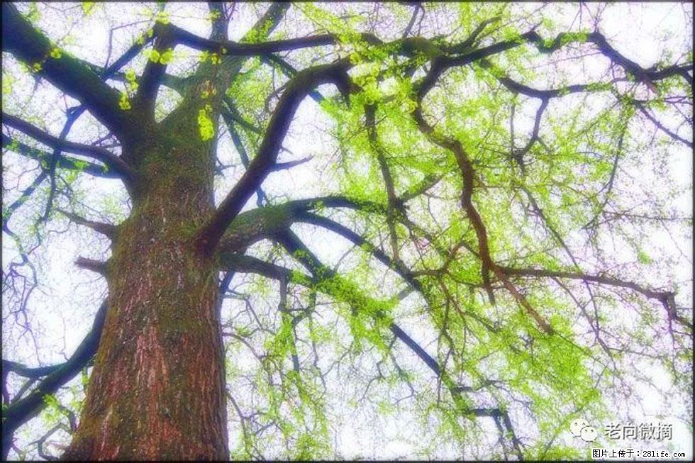 【春天，广西桂林灌阳县向您发出邀请！】在小龙村与春天约会 - 游山玩水 - 七台河生活社区 - 七台河28生活网 qth.28life.net