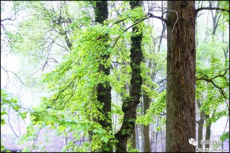 【春天，广西桂林灌阳县向您发出邀请！】在小龙村与春天约会 - 游山玩水 - 七台河生活社区 - 七台河28生活网 qth.28life.net
