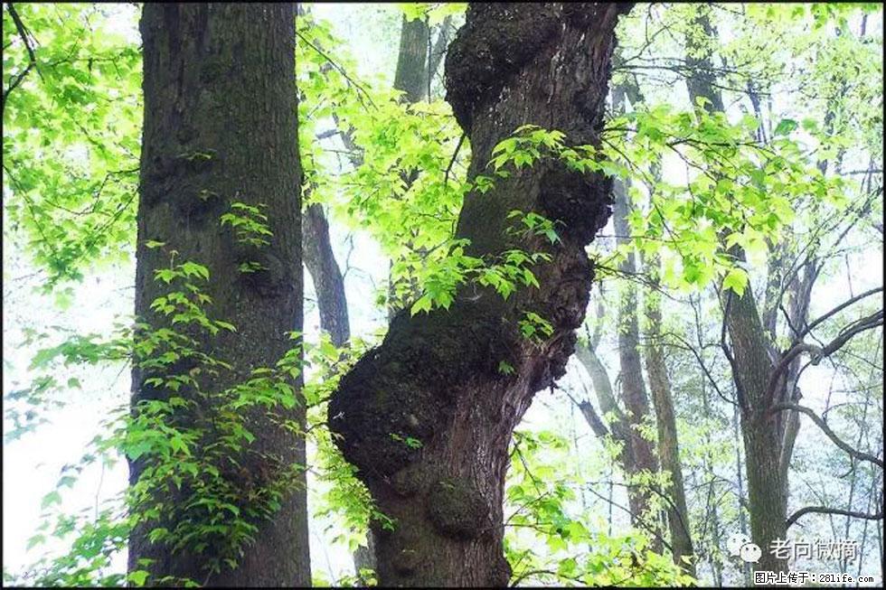 【春天，广西桂林灌阳县向您发出邀请！】在小龙村与春天约会 - 游山玩水 - 七台河生活社区 - 七台河28生活网 qth.28life.net