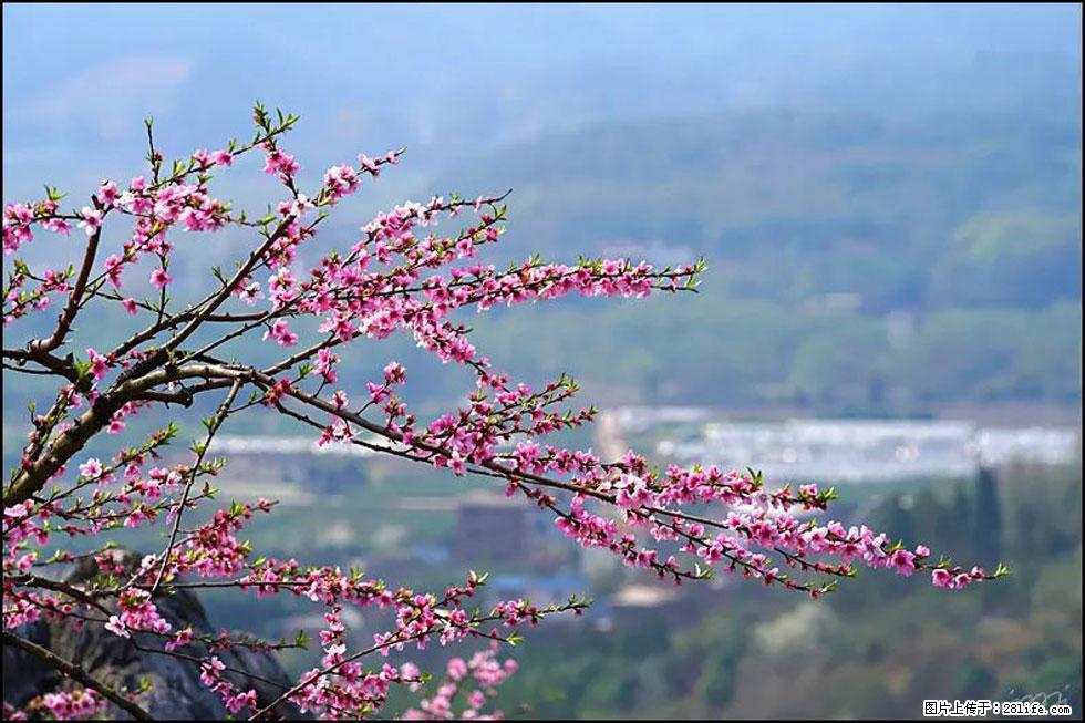【春天，广西桂林灌阳县向您发出邀请！】望月岭上桃花开 - 游山玩水 - 七台河生活社区 - 七台河28生活网 qth.28life.net