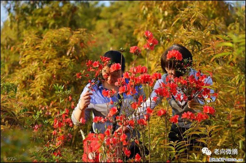 【春天，广西桂林灌阳县向您发出邀请！】登麒麟山，相约映山红 - 游山玩水 - 七台河生活社区 - 七台河28生活网 qth.28life.net