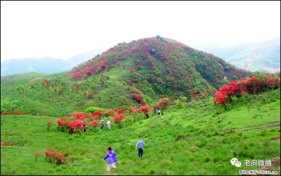 【春天，广西桂林灌阳县向您发出邀请！】宝盖山上映山红 - 游山玩水 - 七台河生活社区 - 七台河28生活网 qth.28life.net