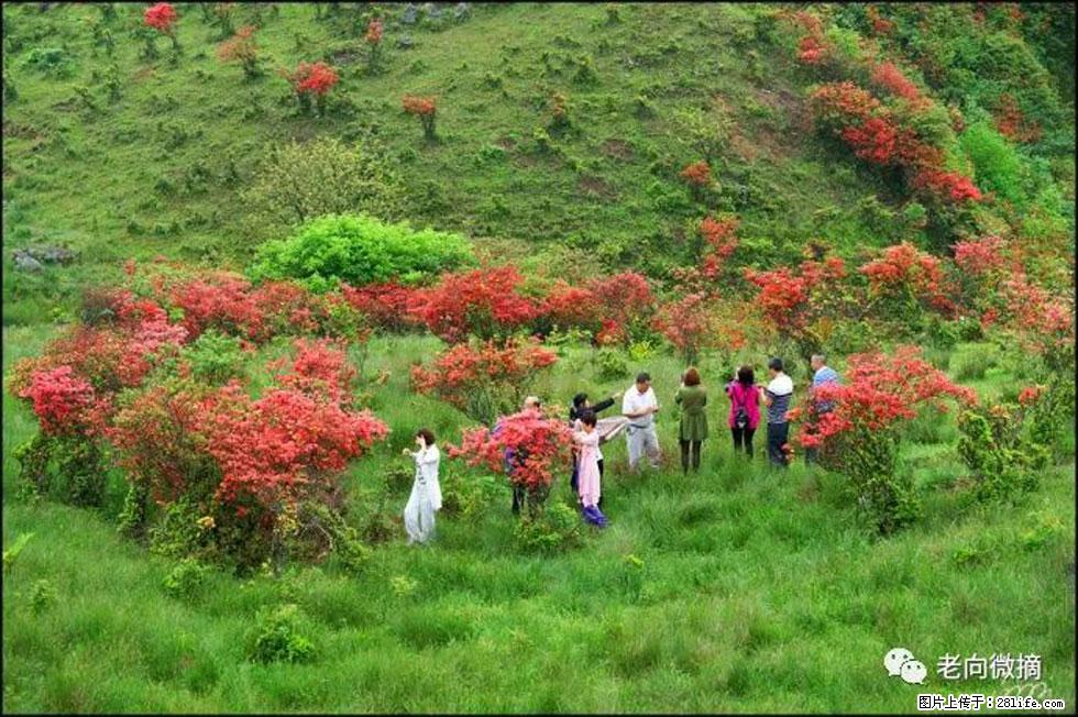 【春天，广西桂林灌阳县向您发出邀请！】宝盖山上映山红 - 游山玩水 - 七台河生活社区 - 七台河28生活网 qth.28life.net