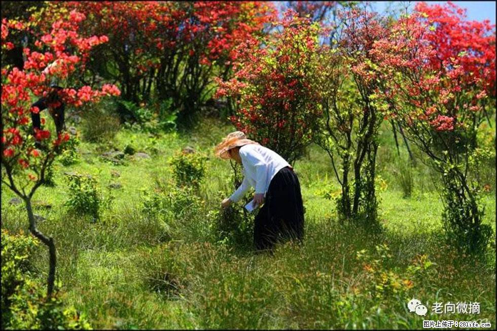 【春天，广西桂林灌阳县向您发出邀请！】宝盖山上映山红 - 游山玩水 - 七台河生活社区 - 七台河28生活网 qth.28life.net