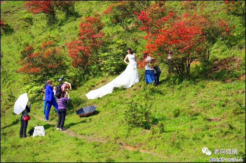 【春天，广西桂林灌阳县向您发出邀请！】宝盖山上映山红 - 游山玩水 - 七台河生活社区 - 七台河28生活网 qth.28life.net