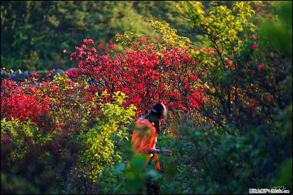 【春天，广西桂林灌阳县向您发出邀请！】春木界上映山红 - 游山玩水 - 七台河生活社区 - 七台河28生活网 qth.28life.net