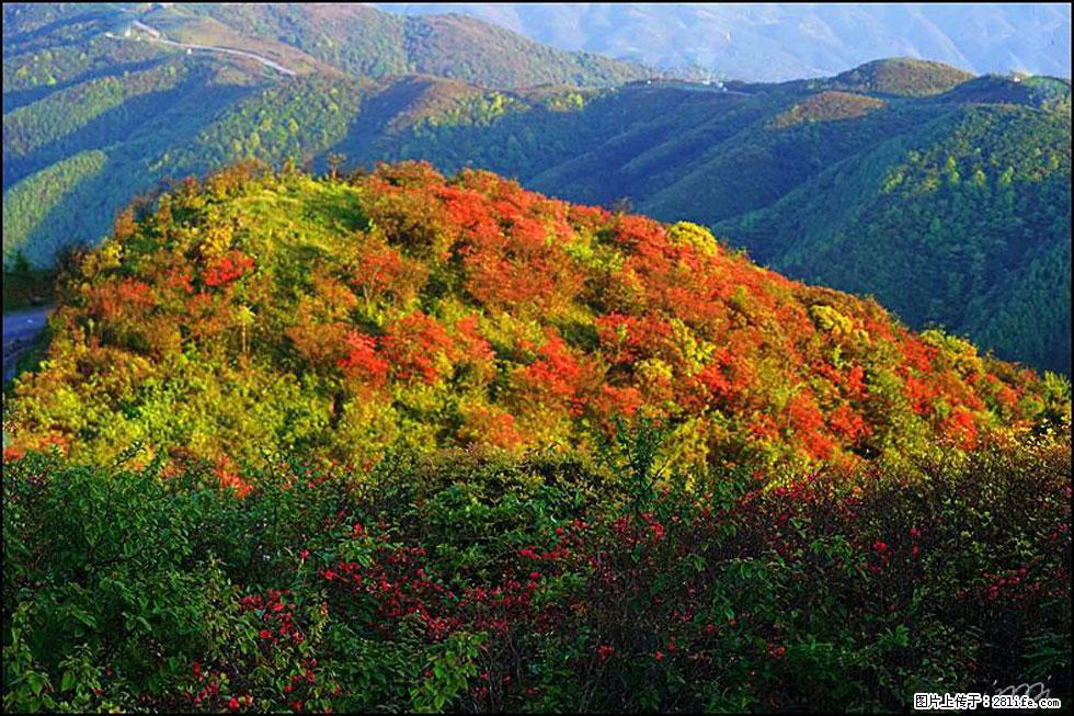 【春天，广西桂林灌阳县向您发出邀请！】春木界上映山红 - 游山玩水 - 七台河生活社区 - 七台河28生活网 qth.28life.net