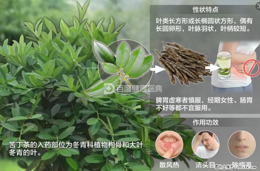 苦丁茶有哪些功效和作用 - 生活百科 - 七台河生活社区 - 七台河28生活网 qth.28life.net