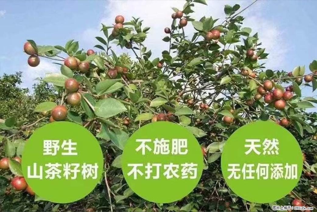 【灌阳县油茶产业示范区】一个有着充实的精神生活的人，对待身外之物自会有一种淡泊的态度 - 美食天地 - 七台河生活社区 - 七台河28生活网 qth.28life.net