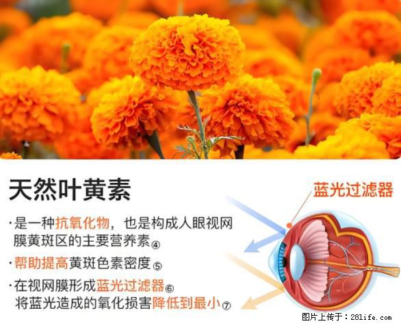 叶黄素有什么功效和作用 - 生活百科 - 七台河生活社区 - 七台河28生活网 qth.28life.net