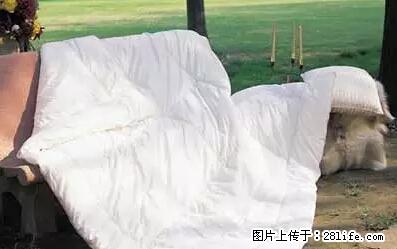 被子有异味？只要这样做，比晒太阳还强100倍！ - 家居生活 - 七台河生活社区 - 七台河28生活网 qth.28life.net