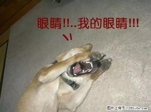笑癫了!一女的怀孕三年未生,他终于忍不住了... - 娱乐八卦 - 七台河生活社区 - 七台河28生活网 qth.28life.net