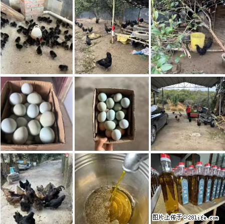 油茶园从小鸡仔开始养起的纯土鸡、土鸡蛋可以预定啦！还有前几天刚榨的纯山茶油哦 - 土特产 - 饮食特产 - 七台河分类信息 - 七台河28生活网 qth.28life.net