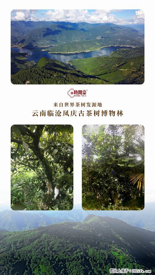 时间果百年古树2025年春红茶 - 购物交流 - 七台河生活社区 - 七台河28生活网 qth.28life.net