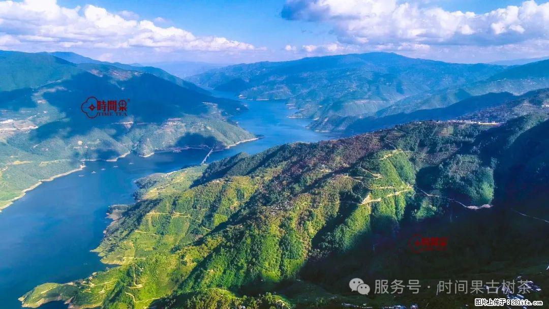 时间果百年古树龙珠普洱生茶 - 购物交流 - 七台河生活社区 - 七台河28生活网 qth.28life.net