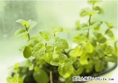 晕车、脚气、牙齿变黄、皮肤粗糙？学会这些三分钟搞定！ - 七台河生活资讯 - 七台河28生活网 qth.28life.net