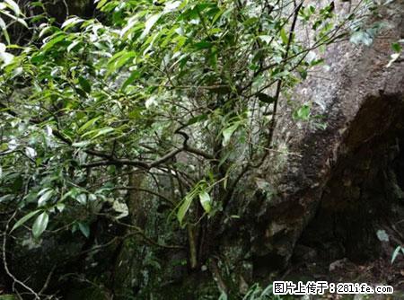 平乐石崖茶，珍贵仅次于金花茶 - 七台河生活资讯 - 七台河28生活网 qth.28life.net