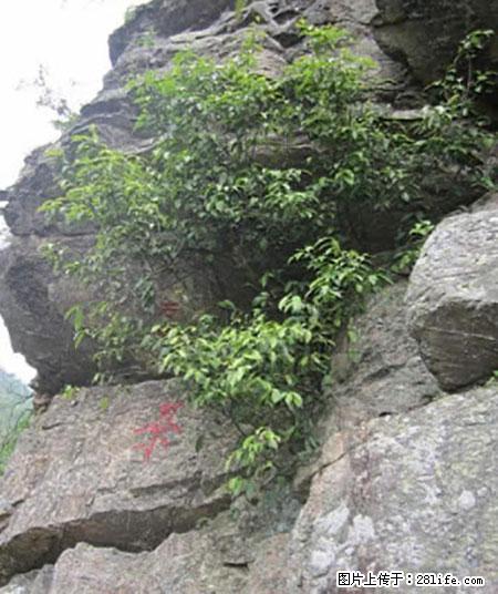 平乐石崖茶，珍贵仅次于金花茶 - 七台河生活资讯 - 七台河28生活网 qth.28life.net