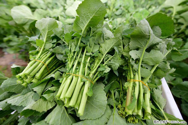 这些蔬菜是“天然钙片”，这6种被医生重点推荐 - 七台河生活资讯 - 七台河28生活网 qth.28life.net